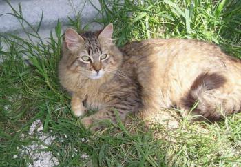 Lince Bild von Lince