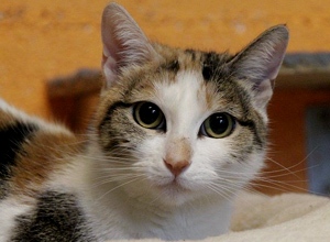 Felicia Bild von Felicia