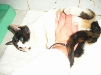 Bild von Mina