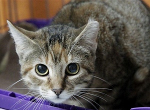 Caeli Bild von Caeli