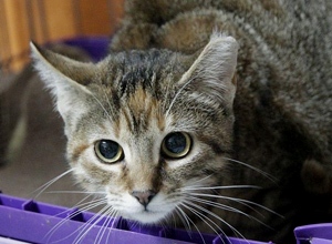 Caeli Bild von Caeli