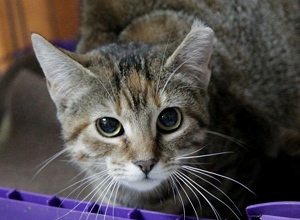 Caeli Bild von Caeli