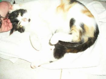 Bild von Mina