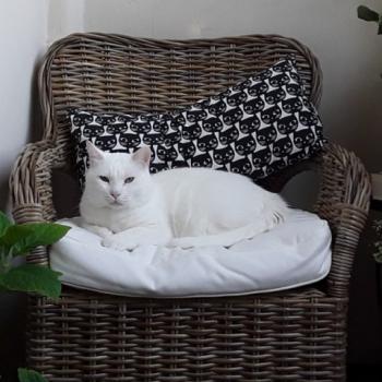 Coton Bild von Coton