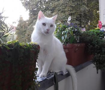 Coton Bild von Coton