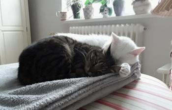 Coton Bild von Coton