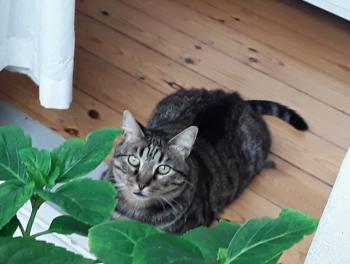 Bild von Starbuck