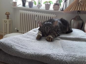 Bild von Starbuck
