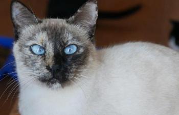 Safira Bild von Safira