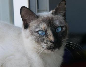Safira Bild von Safira