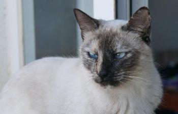 Safira Bild von Safira