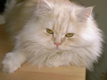 Sunshine Bild von Sunshine
