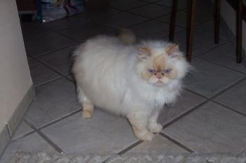 Aslan Bild von Aslan