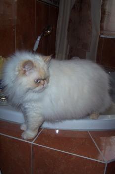 Aslan Bild von Aslan