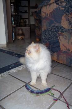 Aslan Bild von Aslan