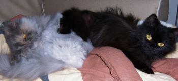 Xena Bild von Xena