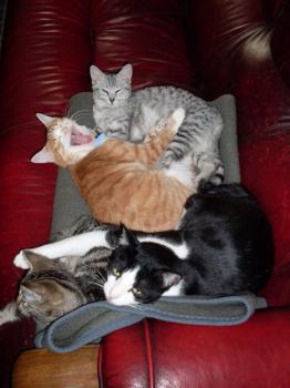 Pitus Bild von Pitus