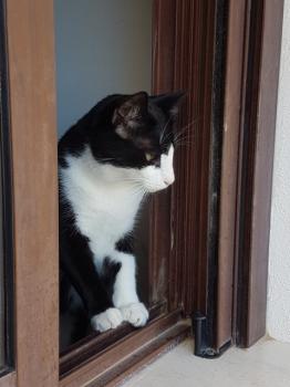 Elvis Bild von Elvis