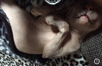 Sheena Bild von Sheena