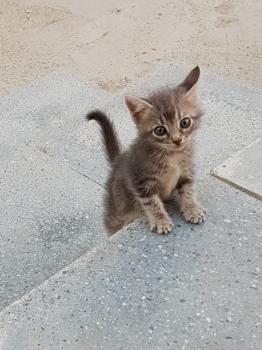 Greta Bild von Greta