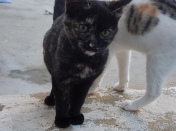 Bild von Piruleta