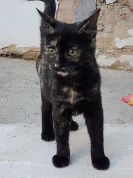 Bild von Piruleta