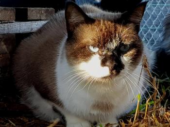 Bild von Maurice