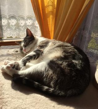 Bild von Sissi