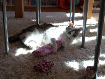Bild von Sissi