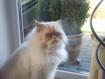Aslan Bild von Aslan