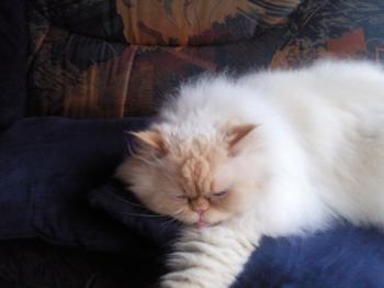 Aslan Bild von Aslan