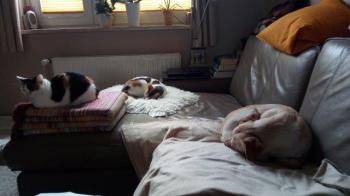 Narru Bild von Narru