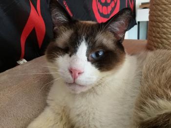 Sumai Bild von Sumai