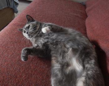 Grey Bild von Grey