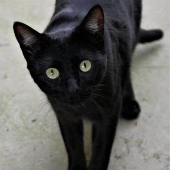 Nubia Bild von Nubia