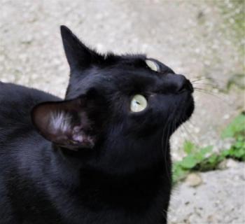 Nubia Bild von Nubia