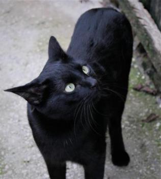 Nubia Bild von Nubia