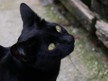Nubia Bild von Nubia