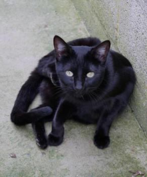 Nubia Bild von Nubia