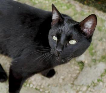 Nubia Bild von Nubia