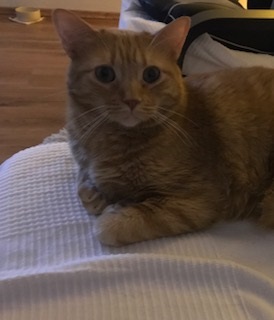 Bild von Anakin