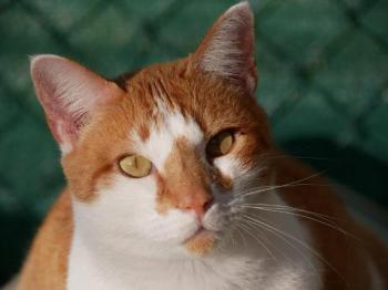 Curro Bild von Curro