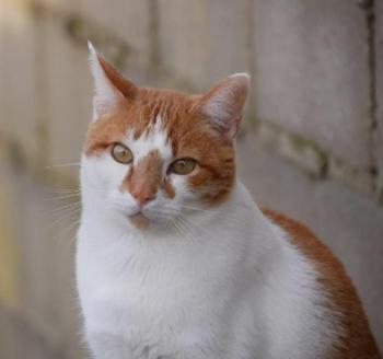 Curro Bild von Curro