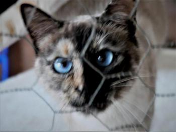 Safira Bild von Safira