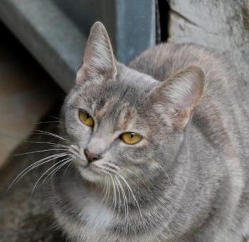 Lisa Bild von Lisa