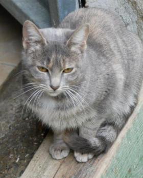 Lisa Bild von Lisa
