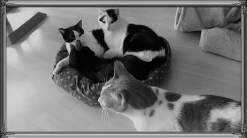 Basile Bild von Basile