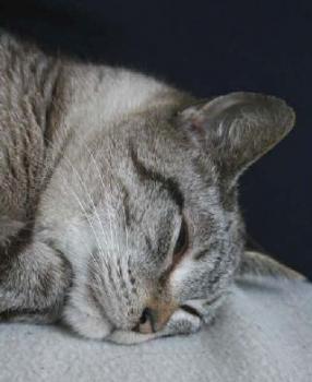 Milou Bild von Milou