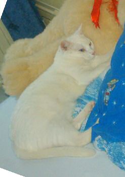 Albino Bild von Albino