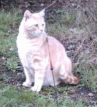 Tigger Bild von Tigger